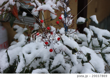 雪の中の南天 雪の中の南天 20037869