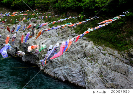大歩危峡　鯉のぼり 20037939