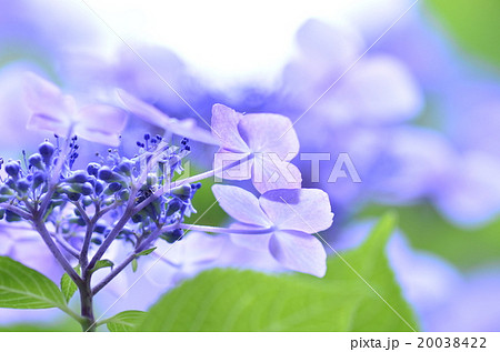 紫陽花を下から 紫陽花を下から 20038422