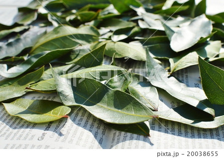 ローリエの葉 20038655