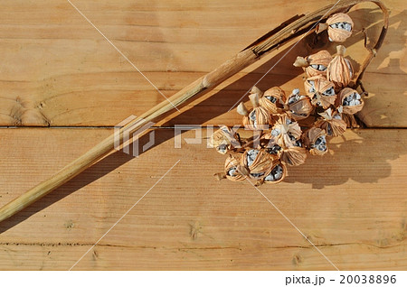 月桃の実 月桃の実 20038896