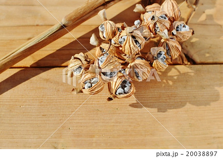 月桃の実　 20038897