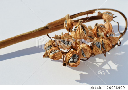 月桃の実 月桃の実 20038900