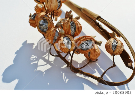 月桃の実 月桃の実 20038902