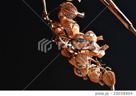 月桃の実 月桃の実 20038904