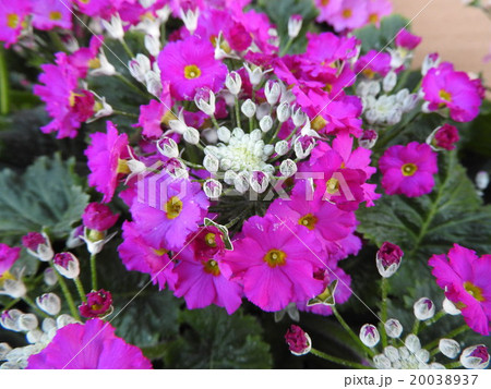 春を呼ぶ花の一つ 花言葉には 永遠の愛 もある 恋人へのプレゼントにも最適である の写真素材 0337