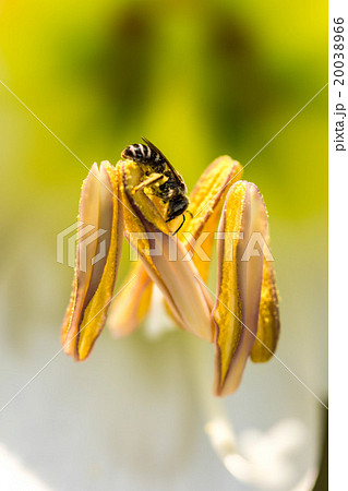 little bee on wild flower little bee on wild flower 20038966