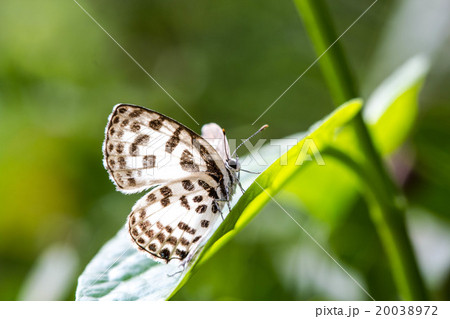 cute little butterfly on green leaf cute little butterfly on green leaf 20038972