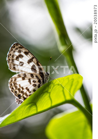 cute little butterfly on green leaf cute little butterfly on green leaf 20038973