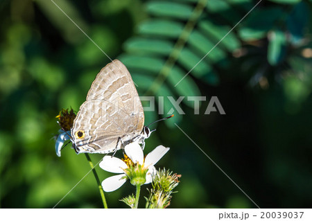 Butterfly on flowers 20039037