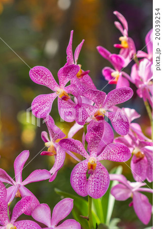 pink orchid 20039254
