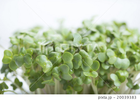 ブロッコリースプラウトのアップ 20039383