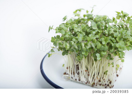 ブロッコリースプラウト 20039385