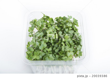 パックに入ったブロッコリースプラウト 20039386