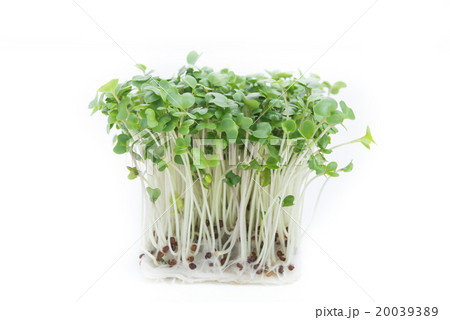 ブロッコリースプラウト 20039389