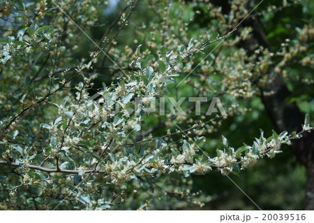 茱萸 グミの花 茱萸 グミの花 20039516