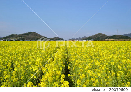 道の駅笠岡ベイファームの菜の花畑の写真素材