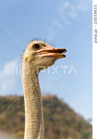 Portrait of ostrich 20039655