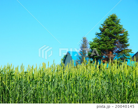 トタン屋根と青い麦畑 トタン屋根と青い麦畑 20040145