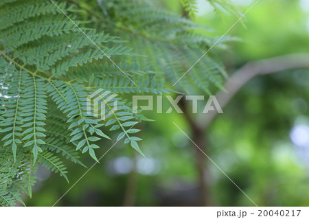 ジャカランダの葉と雨雫 ジャカランダの葉と雨雫 20040217