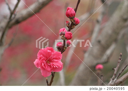 照手羽衣 (てるてはごろも、桃) その1。 Peach blossom 20040595