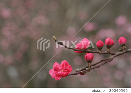 照手羽衣 (てるてはごろも、桃) その2。 Peach blossom 20040596