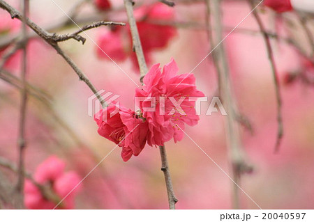 相模枝垂れ (さがみしだれ、桃) その1。 Peach blossom 20040597