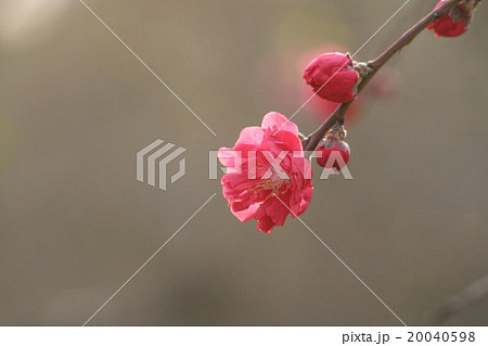 相模枝垂れ (さがみしだれ、桃) その2。 Peach blossom 20040598