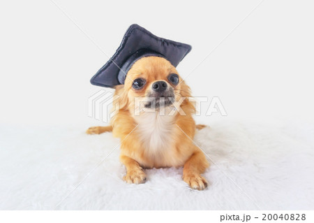 Cute Chihuahua dog Cute Chihuahua dog 20040828