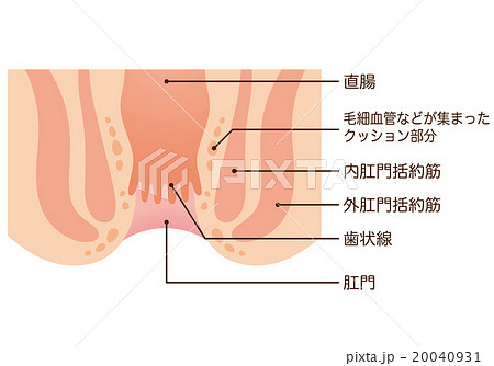 肛門 断面図のイラスト素材