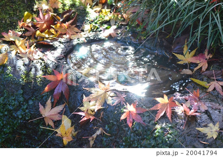 紅葉の庭園 20041794