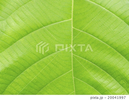 leaf texture 20041997