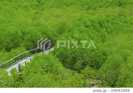Photo of green fertile mangrove forests of Thailand. 20042009