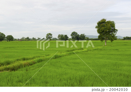rice plant in rice field 20042010