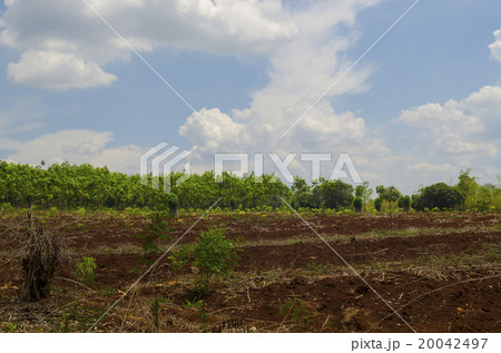 Rows on the field. Agricultural composition Rows on the field. Agricultural composition 20042497