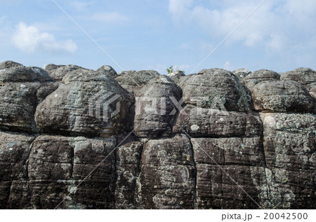 Group of lichen on a rock in nature. 20042500