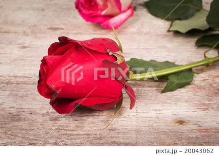 red rose flower on wooden background red rose flower on wooden background 20043062
