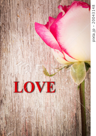 pink rose flower on wooden background 20043148