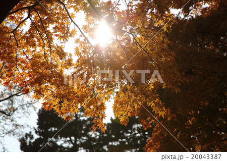 逆光の紅葉 20043387