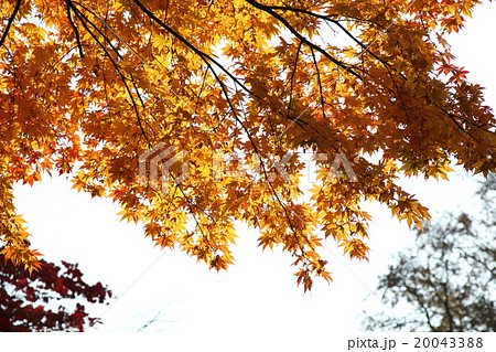 北海道大学の紅葉 北海道大学の紅葉 20043388
