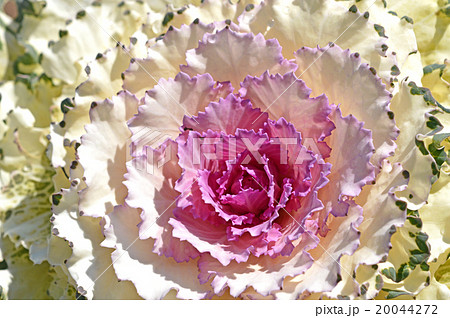 葉ボタン(葉牡丹) 葉ボタン(葉牡丹) 20044272