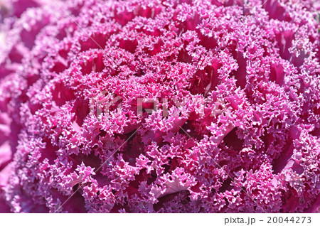 葉ボタン（葉牡丹） 20044273