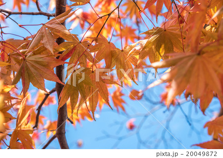 view of red maple leave in Japan 20049872