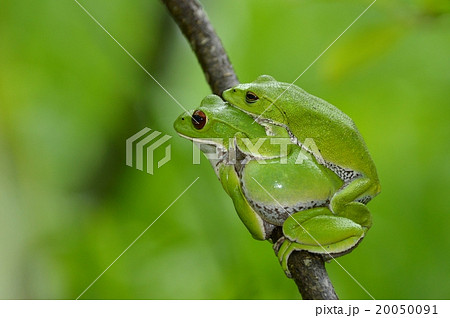 モリアオガエルの包接 20050091