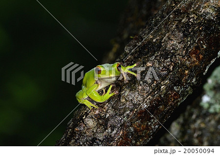 モリアオガエル モリアオガエル 20050094
