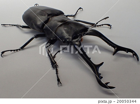 ギラファノコギリクワガタ（フローレス島産） 20050344