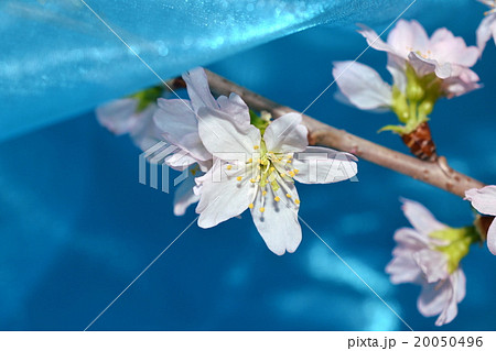 桜の切り枝 生花の写真素材