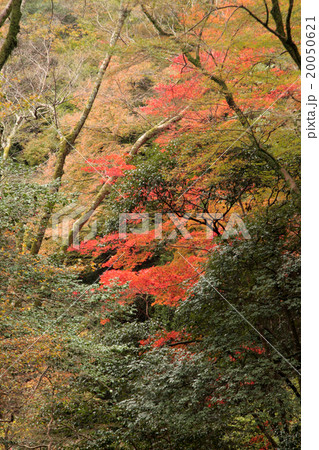 箕面の紅葉 20050621