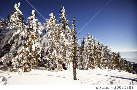 Winter landscape with snowy fir trees 20051283
