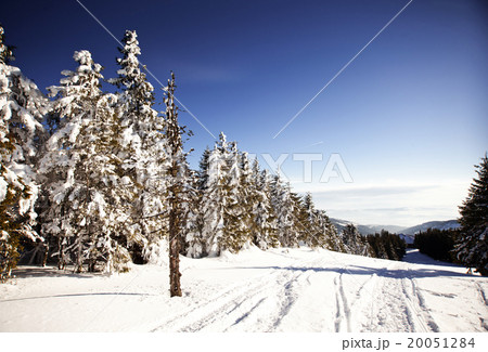 Winter landscape with snowy fir trees 20051284